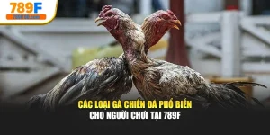 Các Loại Gà Chiến Đá Phổ Biến Cho Người Chơi Tại 789F