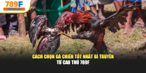 Cách Chọn Gà Chiến Tốt Nhất Bí Truyền Từ Cao Thủ 789F