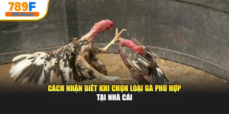Cách nhận biết khi chọn loại gà phù hợp