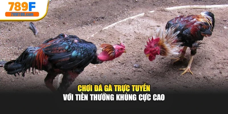 Chơi đá gà trực tuyến với tiền thưởng khủng cực cao