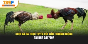 Chơi Đá Gà Trực Tuyến Với Tiền Thưởng Khủng Tại Nhà Cái 789F