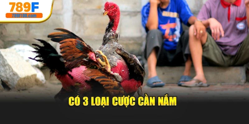 Có 3 loại cược cần nắm 