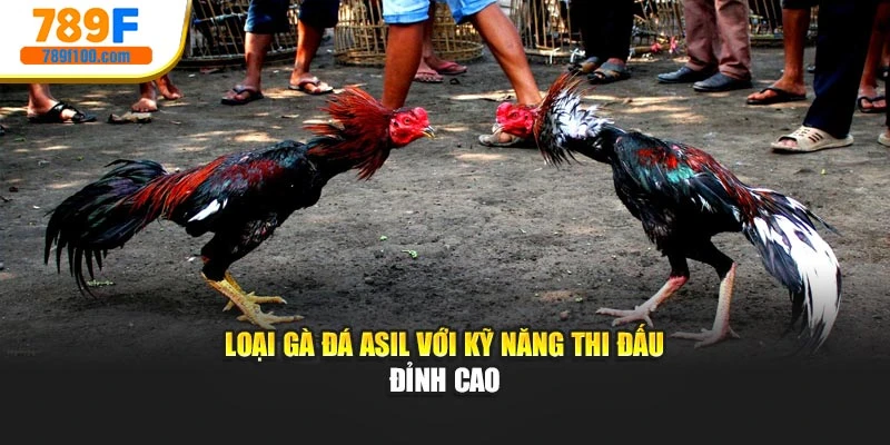 Loại gà đá Asil với kỹ năng thi đấu đỉnh cao