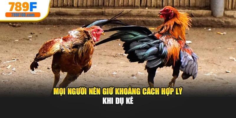 Mọi người nên giữ khoảng cách hợp lý khi dụ kê