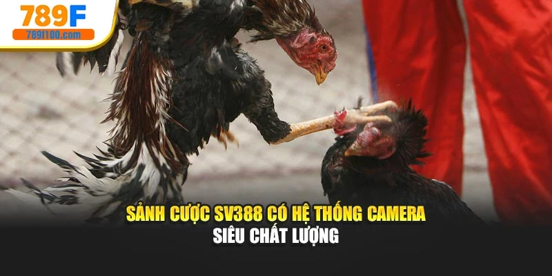 Sảnh cược SV388 có hệ thống camera siêu chất lượng