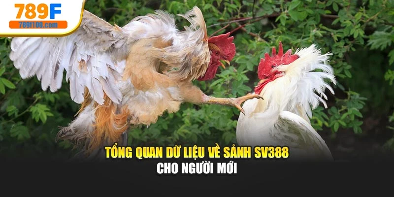 Tổng quan dữ liệu về sảnh SV388 cho người mới